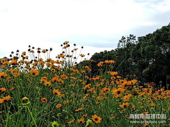 山水黄花